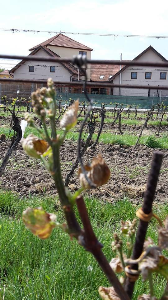 Penzion Kosik Tvrdonice Extérieur photo